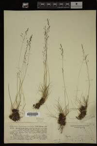 Agrostis idahoensis image