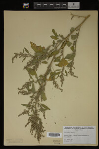 Image Associated With the Occurrence