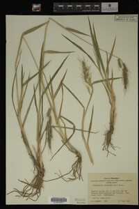 Image Associated With the Occurrence