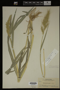 Image Associated With the Occurrence