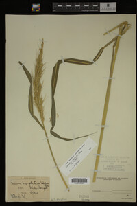 Image Associated With the Occurrence