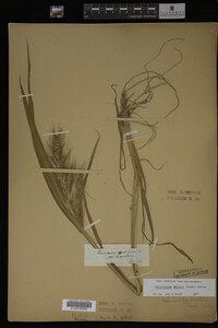 Image Associated With the Occurrence