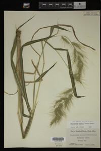 Image Associated With the Occurrence