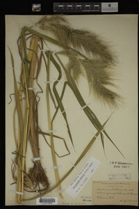 Image Associated With the Occurrence