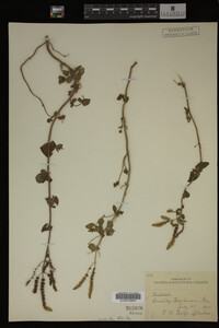 Image Associated With the Occurrence