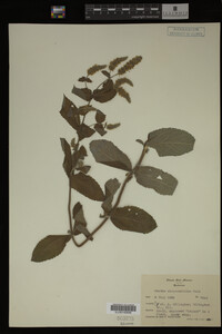 Image Associated With the Occurrence