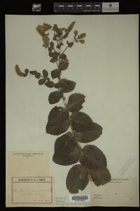Image Associated With the Occurrence