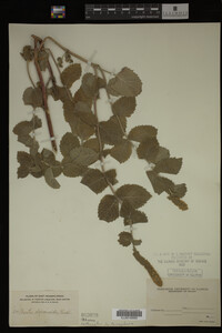 Image Associated With the Occurrence