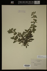 Image Associated With the Occurrence