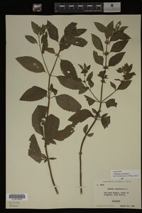 Image Associated With the Occurrence