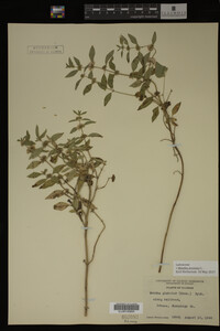 Mentha arvensis image