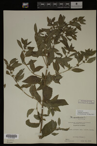 Image Associated With the Occurrence