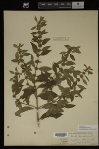 Image Associated With the Occurrence