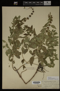 Image Associated With the Occurrence