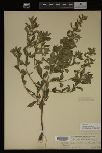 Image Associated With the Occurrence