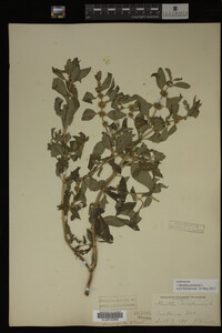 Mentha arvensis image