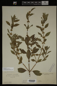 Mentha arvensis image