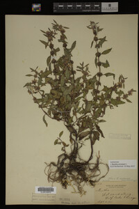 Image Associated With the Occurrence