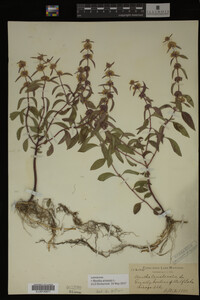 Image Associated With the Occurrence