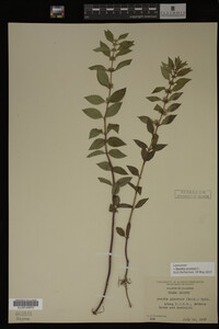 Image Associated With the Occurrence