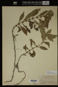 Image Associated With the Occurrence