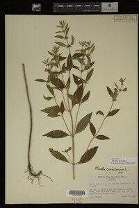 Image Associated With the Occurrence