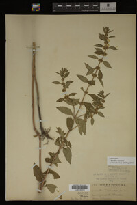 Image Associated With the Occurrence