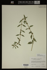 Image Associated With the Occurrence