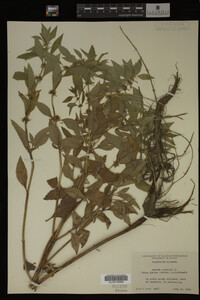 Image Associated With the Occurrence