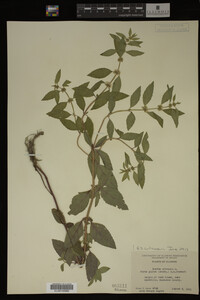Mentha arvensis image