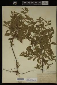 Image Associated With the Occurrence