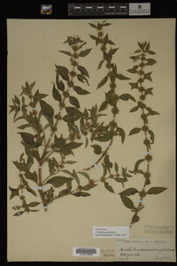 Mentha arvensis image
