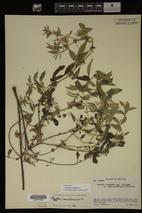 Image Associated With the Occurrence