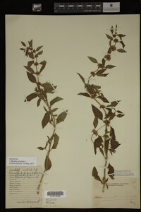 Image Associated With the Occurrence