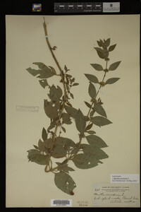 Image Associated With the Occurrence
