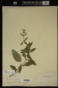 Image Associated With the Occurrence