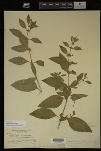 Image Associated With the Occurrence