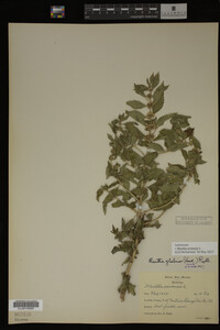 Image Associated With the Occurrence