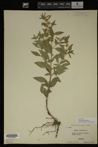 Image Associated With the Occurrence