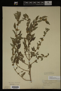 Image Associated With the Occurrence