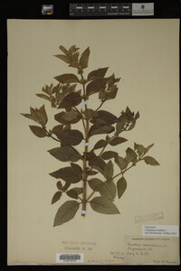 Image Associated With the Occurrence