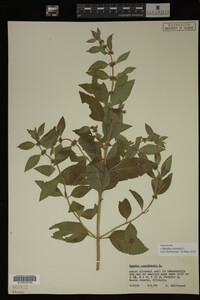 Mentha arvensis image