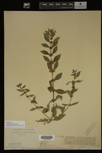 Image Associated With the Occurrence