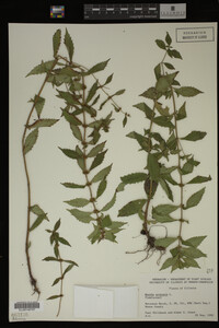 Image Associated With the Occurrence