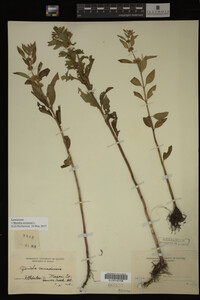 Image Associated With the Occurrence