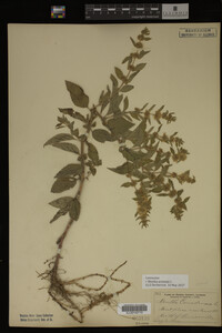 Image Associated With the Occurrence