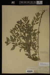 Image Associated With the Occurrence