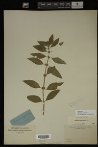 Image Associated With the Occurrence