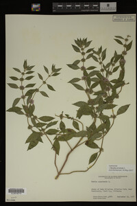 Image Associated With the Occurrence