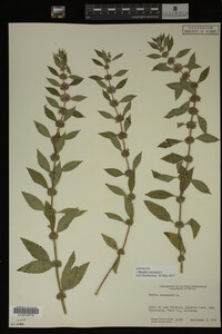 Image Associated With the Occurrence